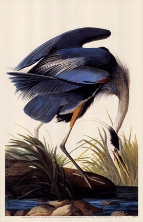 Great Blue Heron