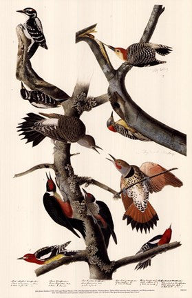 Red-Bellied Woodpecker