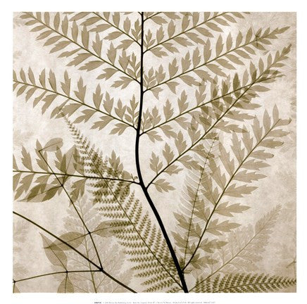 Ferns II