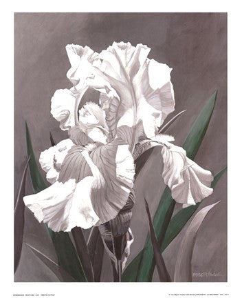 White Iris