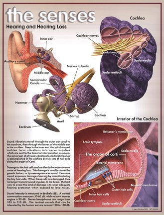 Hearing Loss