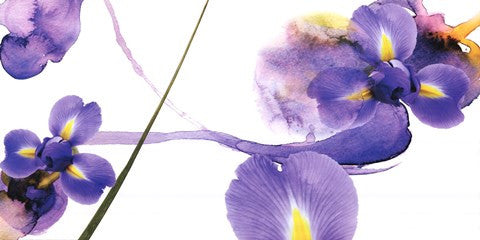 Lucid Iris 2