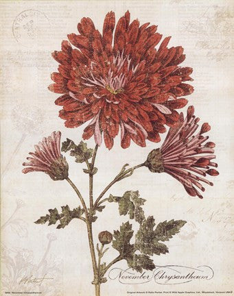 November Chysanthemum
