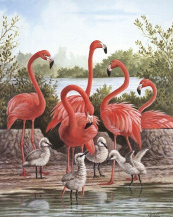 Flamingo 1
