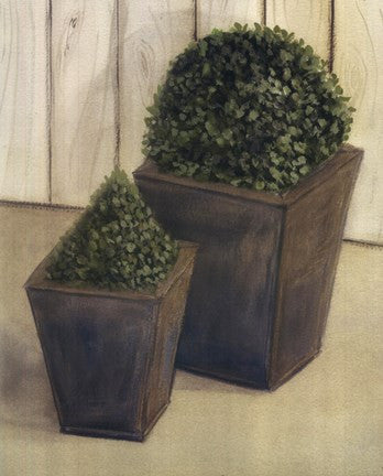 Plants In Pots