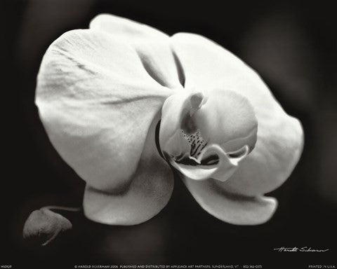 White Orchid