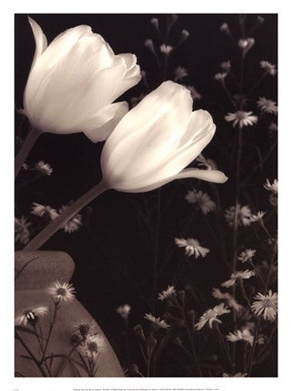 Glowing Tulip II