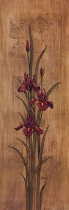 Iris Of Delos II
