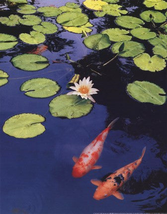 Koi Pond II