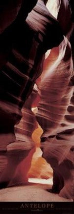 Antelope