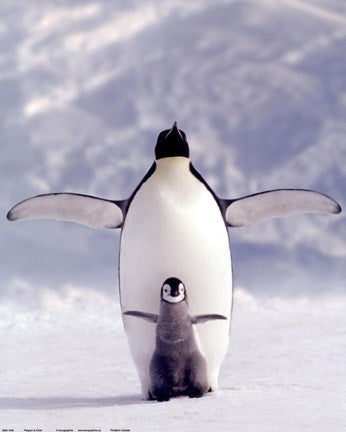 Penguin and Chick