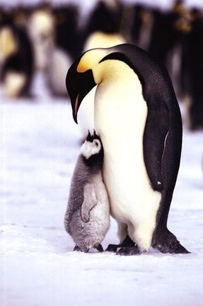 Penguin - Maternal Moment