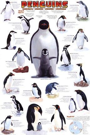 Penguins Chart