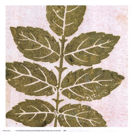 Pink Green Large Leaf
