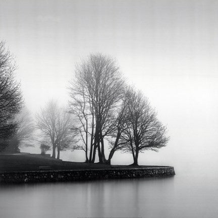 Fog and Trees at Dusk