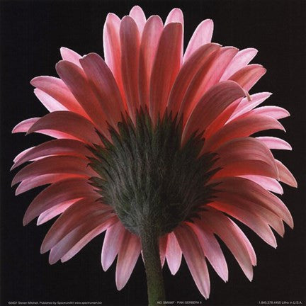 Pink Gerbera II