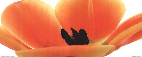 Orange Tulip