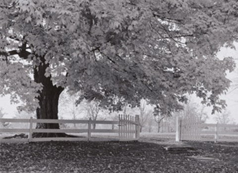 Autumn Morning