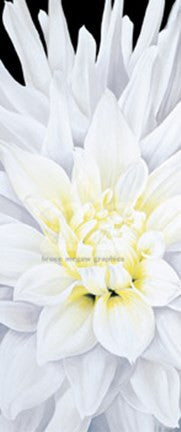Dahlia