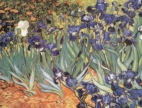 Iris Garden