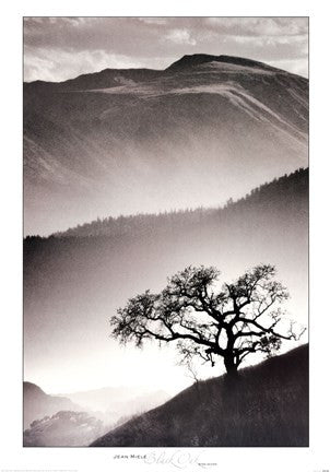 Black Oak