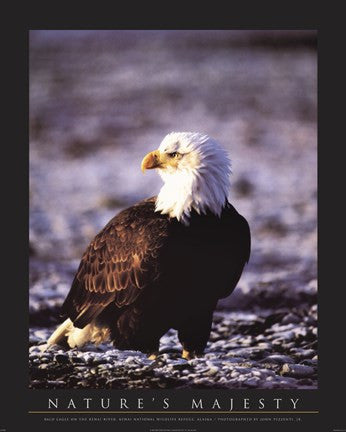 Bald Eagle
