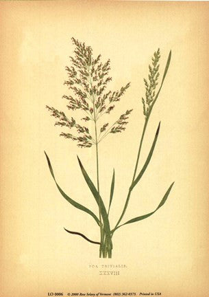 Grasses - with flowers