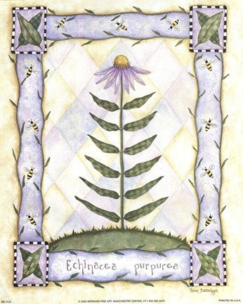 Echinacea Purpurea