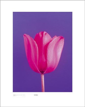 Tulip, Magenta On Deep Purple