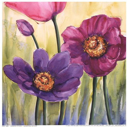 Anemoni In Rosa