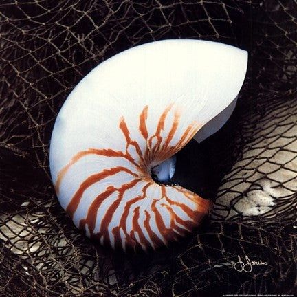 Nautilus Shell With Net