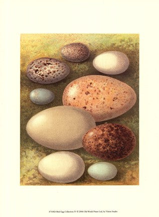 Bird Egg Collection IV