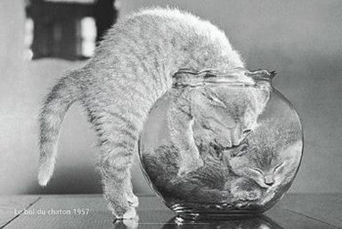Le Bol Du Chaton 1957