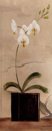 Asian Orchid II