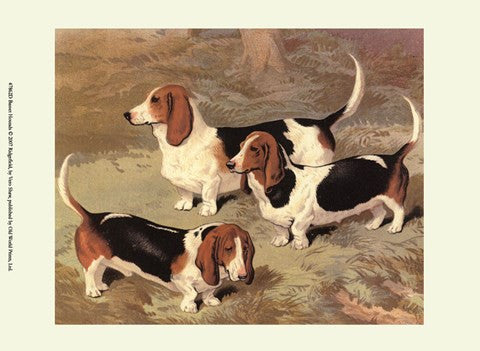 Basset Hounds