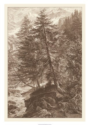 Sepia Larch Tree