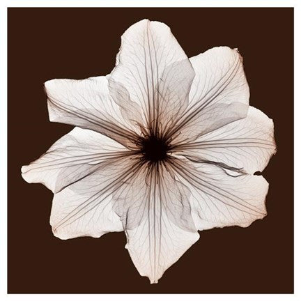 Clematis