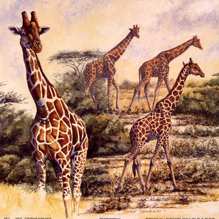 Safari III