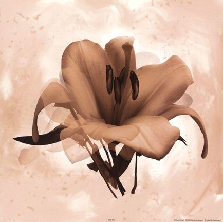 X-Ray White Lily