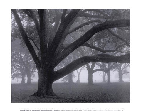 Oak Grove in Fog