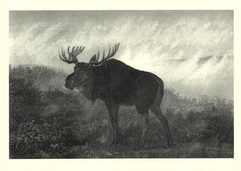 American Moose