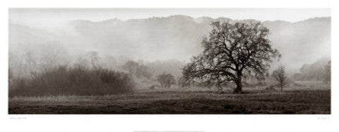 Meadow Oak Tree