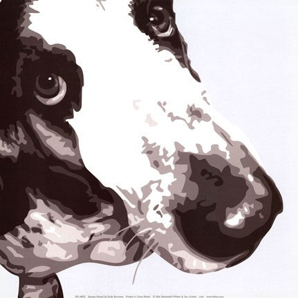 Bassett Hound