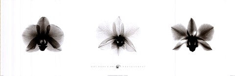 X-Ray Orchid Triptych