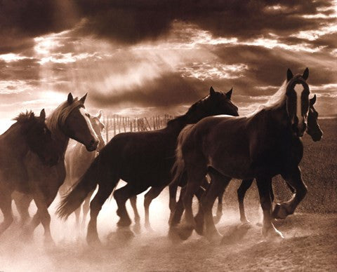 Running Horses & Sunbeams