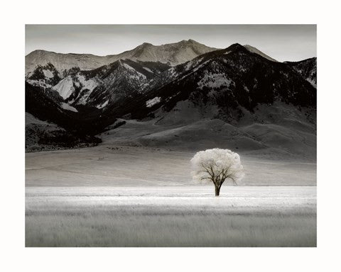 Solitary Tree