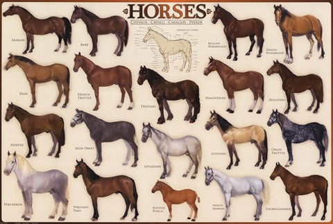 Horses