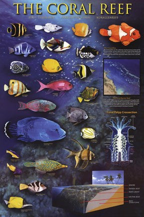 The Coral Reef