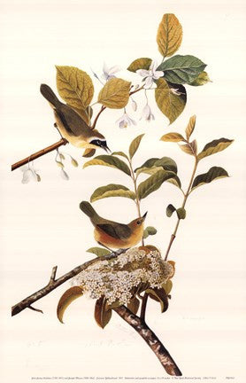 Common Yellow Throat