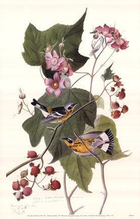 Magnolia Warbler